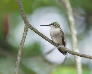 Alabaster Real Estate: Homes for Sale in Alabaster, Alabama