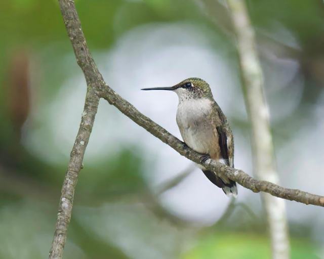 Alabaster, Alabama Housing Market: Your Buying Guide