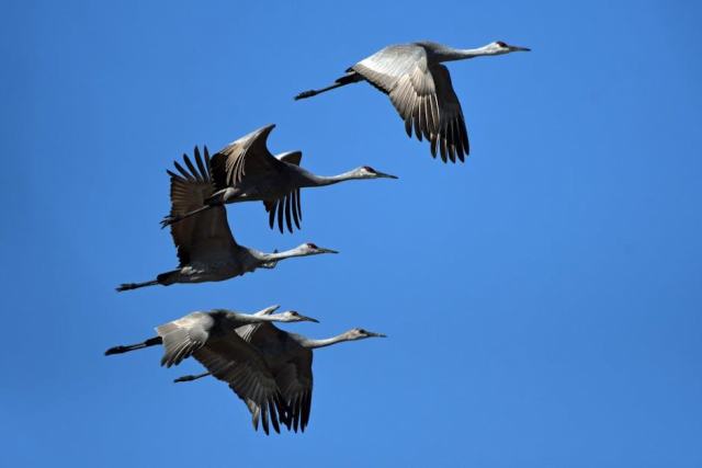 Decatur, Alabama Housing Market: Your Buying Guide