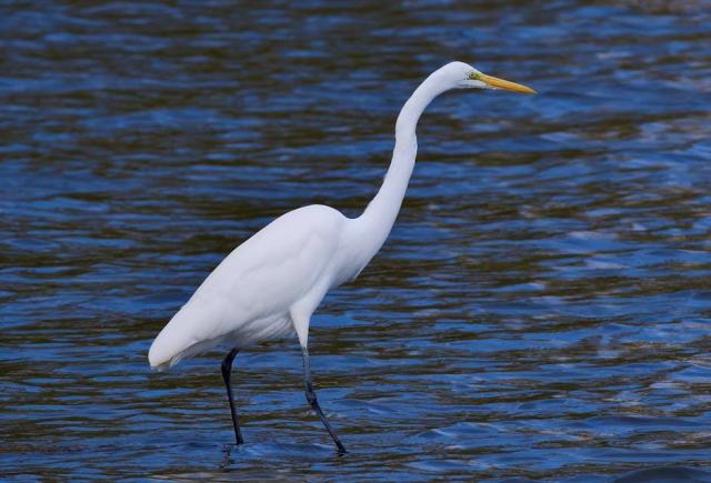 Northport, Alabama Housing Market: Your Buying Guide