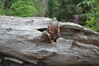 Soldotna Real Estate: Homes for Sale in Soldotna, Alaska