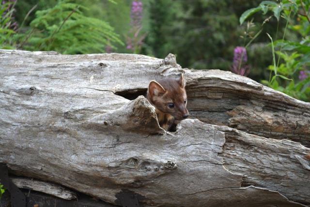 Soldotna, Alaska Housing Market: Your Buying Guide