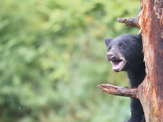 Wasilla, Alaska Housing Market: Your Buying Guide