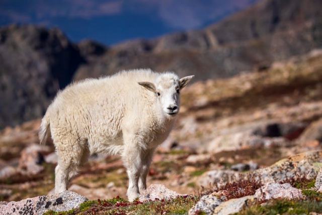 Colorado Springs, Colorado Housing Market: Your Buying Guide