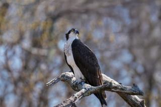 Greenwich Real Estate: Homes for Sale in Greenwich, Connecticut