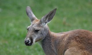 Indianapolis Real Estate: Homes for Sale in Indianapolis, IN