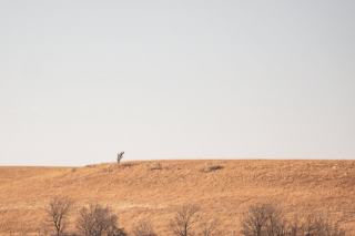 Prairie Village Kansas Real Estate: Shawnee Mission Suburb Guide