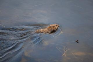 Framingham MA Real Estate: Homes for Sale & Market Trends