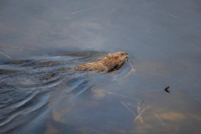 Framingham, Massachusetts Housing Market: Your Buying Guide