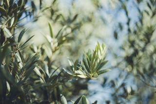 Olive Branch MS Real Estate: Memphis Suburb Homes & Guide