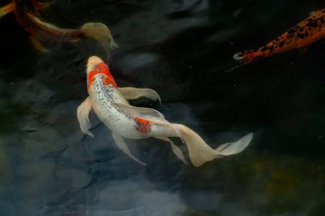 Lincoln, Nebraska Housing Market: Your Buying Guide