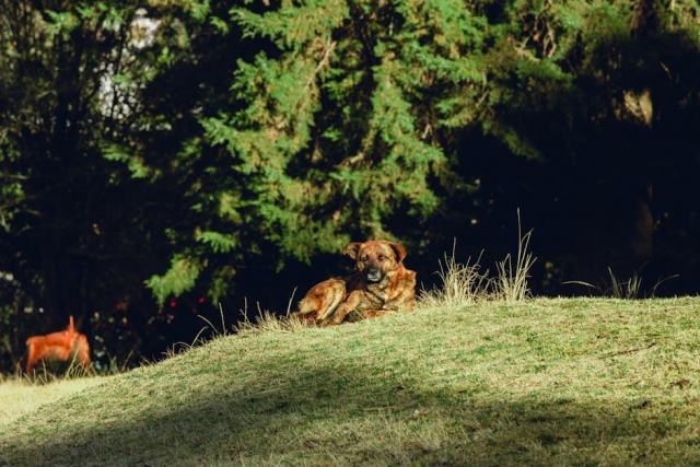 Los Lunas, New Mexico Housing Market: Your Buying Guide