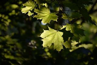 Santa Fe NM Real Estate: Luxury Adobe Homes & Market Guide