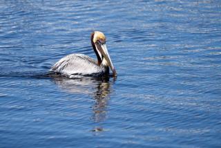 Huntersville NC Real Estate: Homes & Lake Norman Suburbs