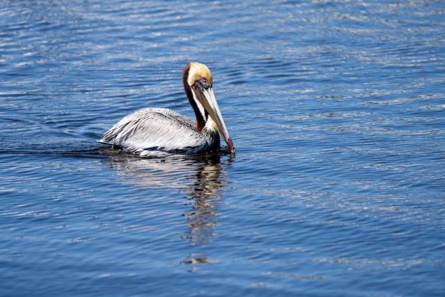 Huntersville, North Carolina Housing Market: Your Buying Guide