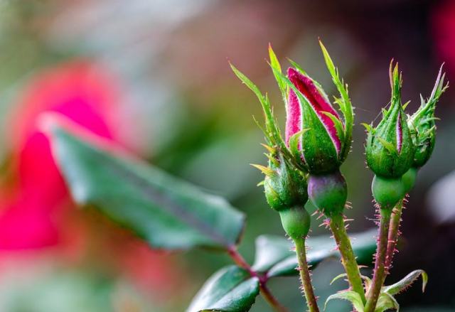 Greenville, South Carolina Housing Market: Your Buying Guide