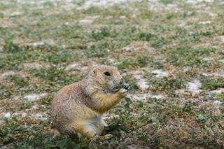 Box Elder SD Real Estate: Ellsworth AFB Suburb Homes & Data