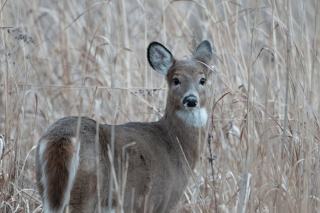 Tutu Real Estate: Homes for Sale in St. Thomas, USVI