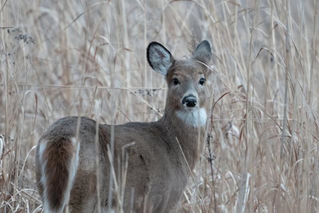 Tutu, US Virgin Islands Housing Market: Your Buying Guide