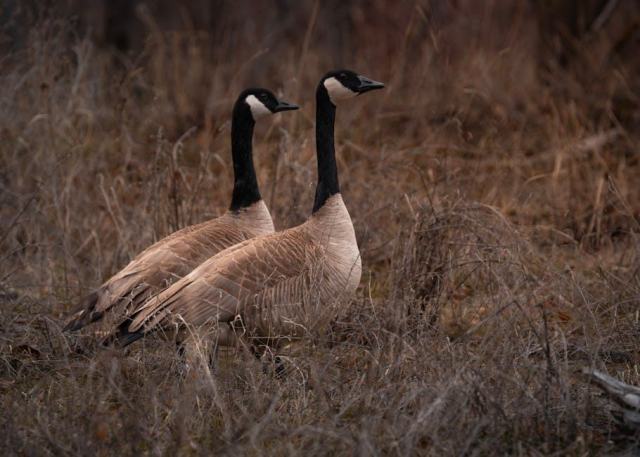 Pasco, Washington Housing Market: Your Buying Guide